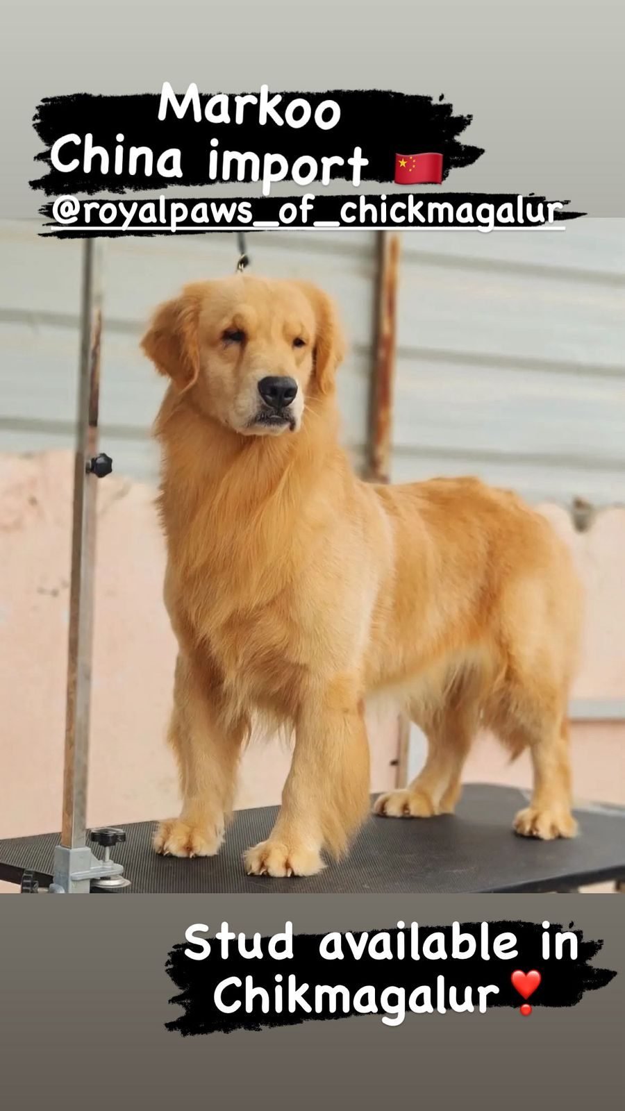 Golden Retriever sire on the grooming table